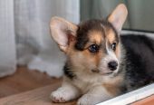 Puhdasrotuiset welsh corgi pembroken pennut (uros ja naaras)