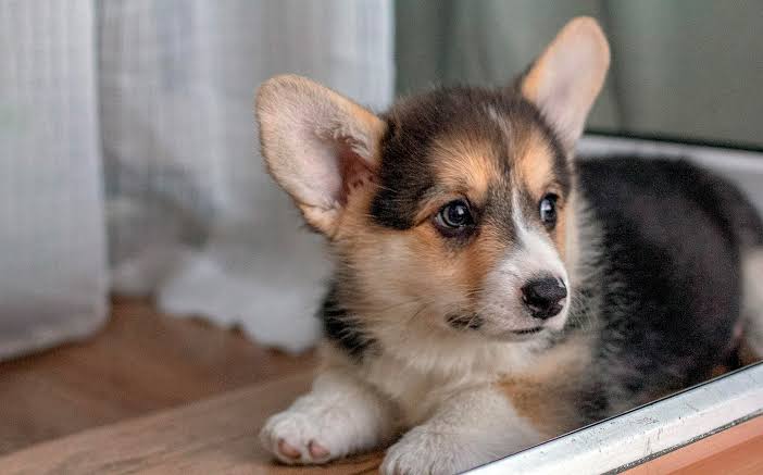 Puhdasrotuiset welsh corgi pembroken pennut (uros ja naaras)