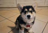 Puhdasrotuiset welsh corgi pembroken pennut (uros ja naaras)