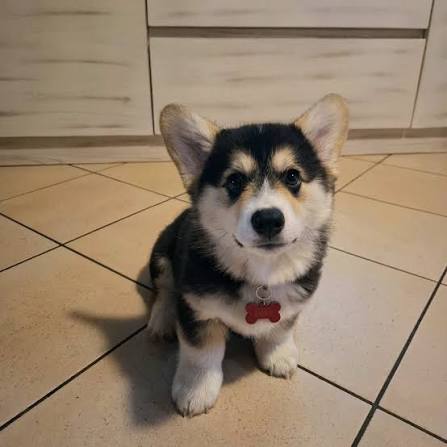 Puhdasrotuiset welsh corgi pembroken pennut (uros ja naaras)