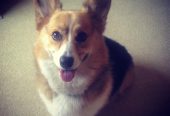 Suloinen Corgi-pentu