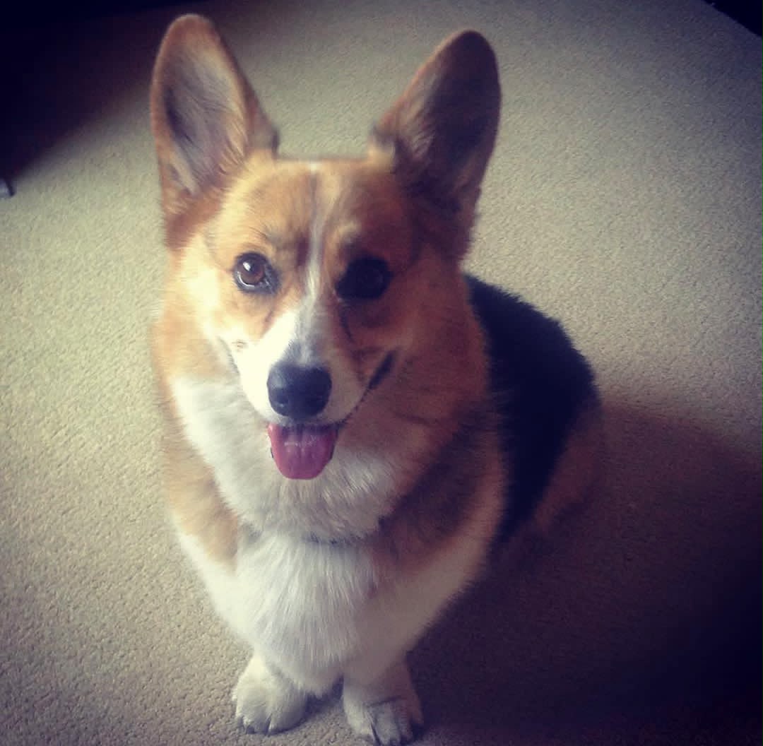 Suloinen Corgi-pentu