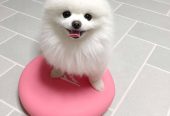 Pomeranianinpennut