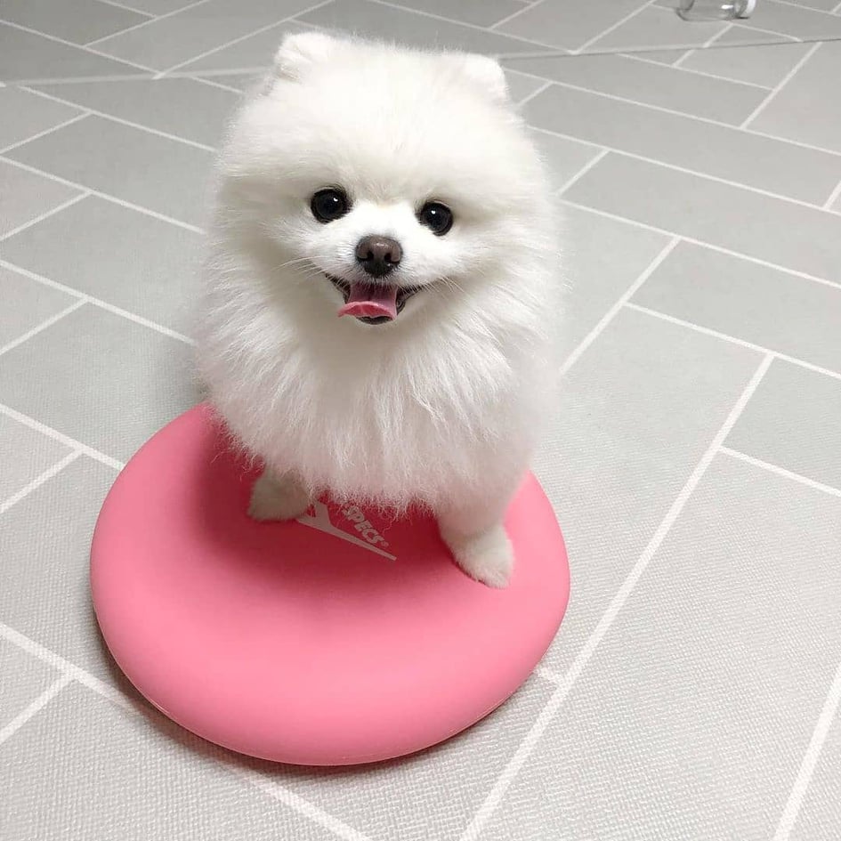 Pomeranianinpennut