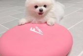 Pomeranianinpennut