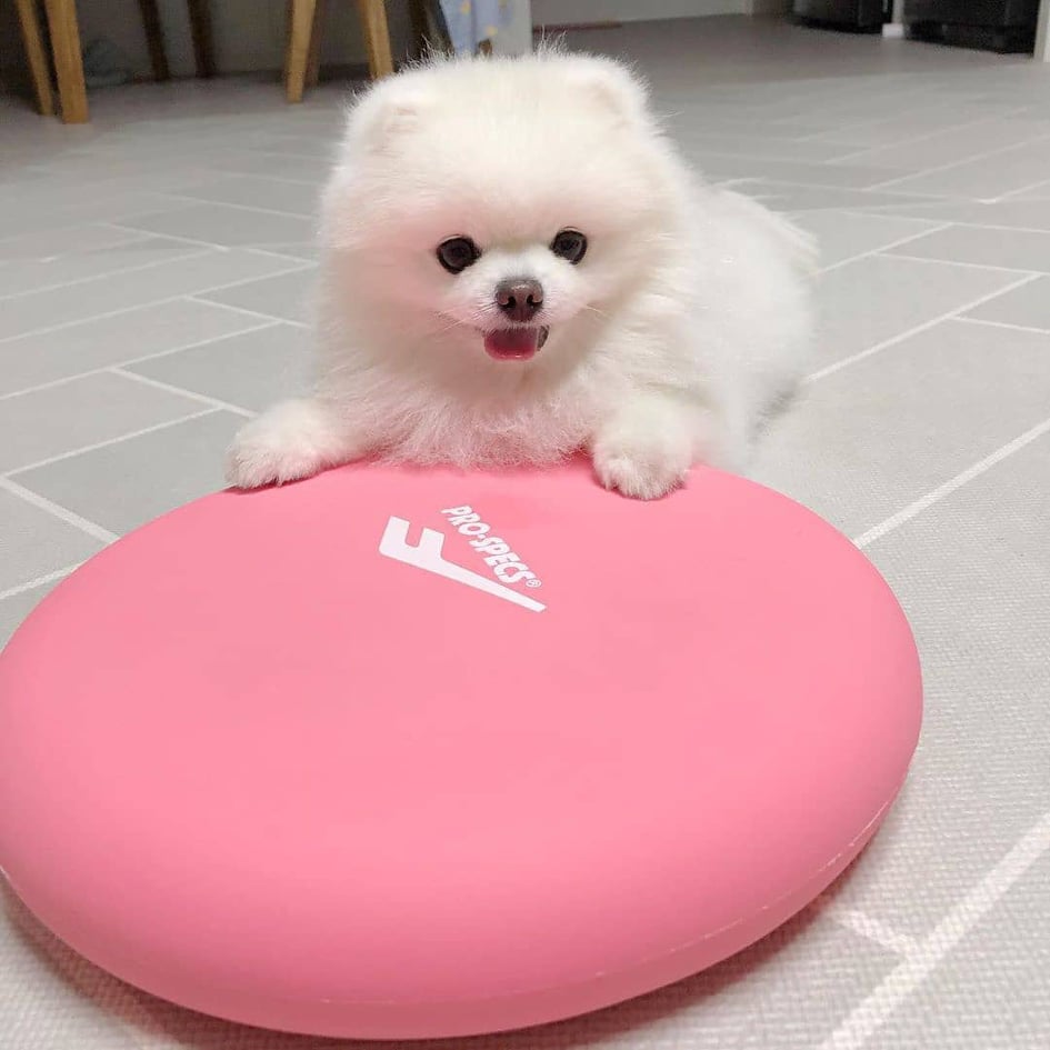 Pomeranianinpennut