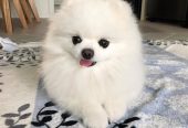 Pomeranianinpennut