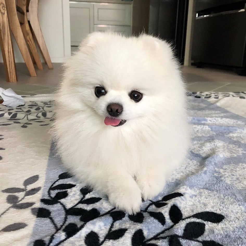 Pomeranianinpennut