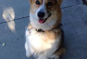 Suloinen Corgi-pentu