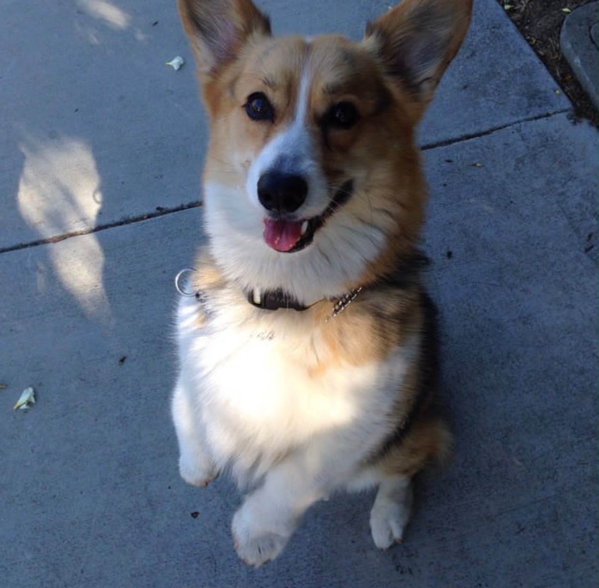 Suloinen Corgi-pentu