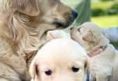 Golden Retriever