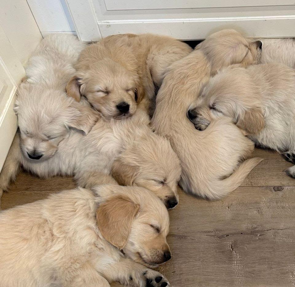 Golden Retriever