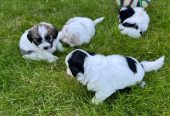 Havanese