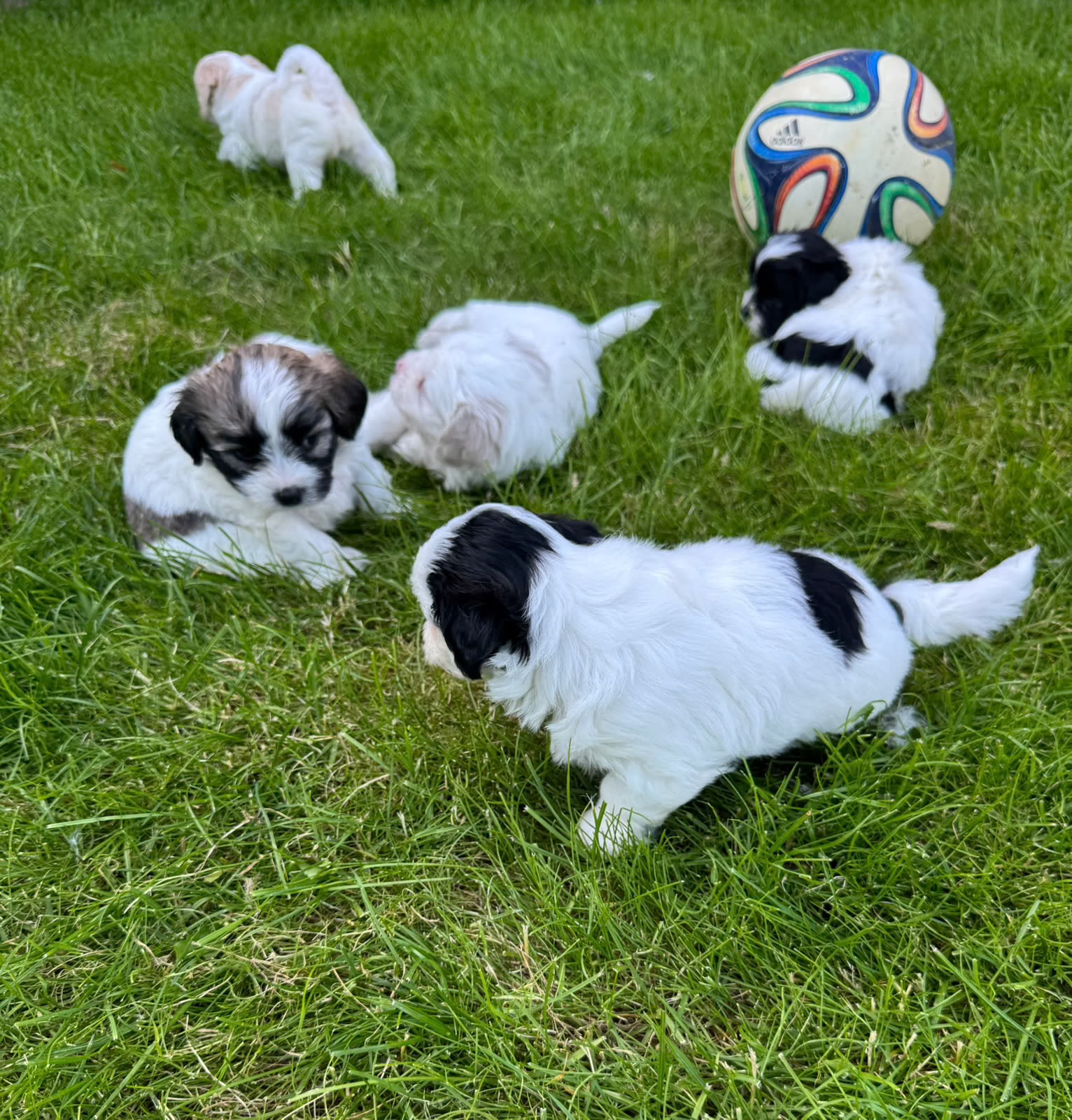 Havanese