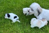 Havanese