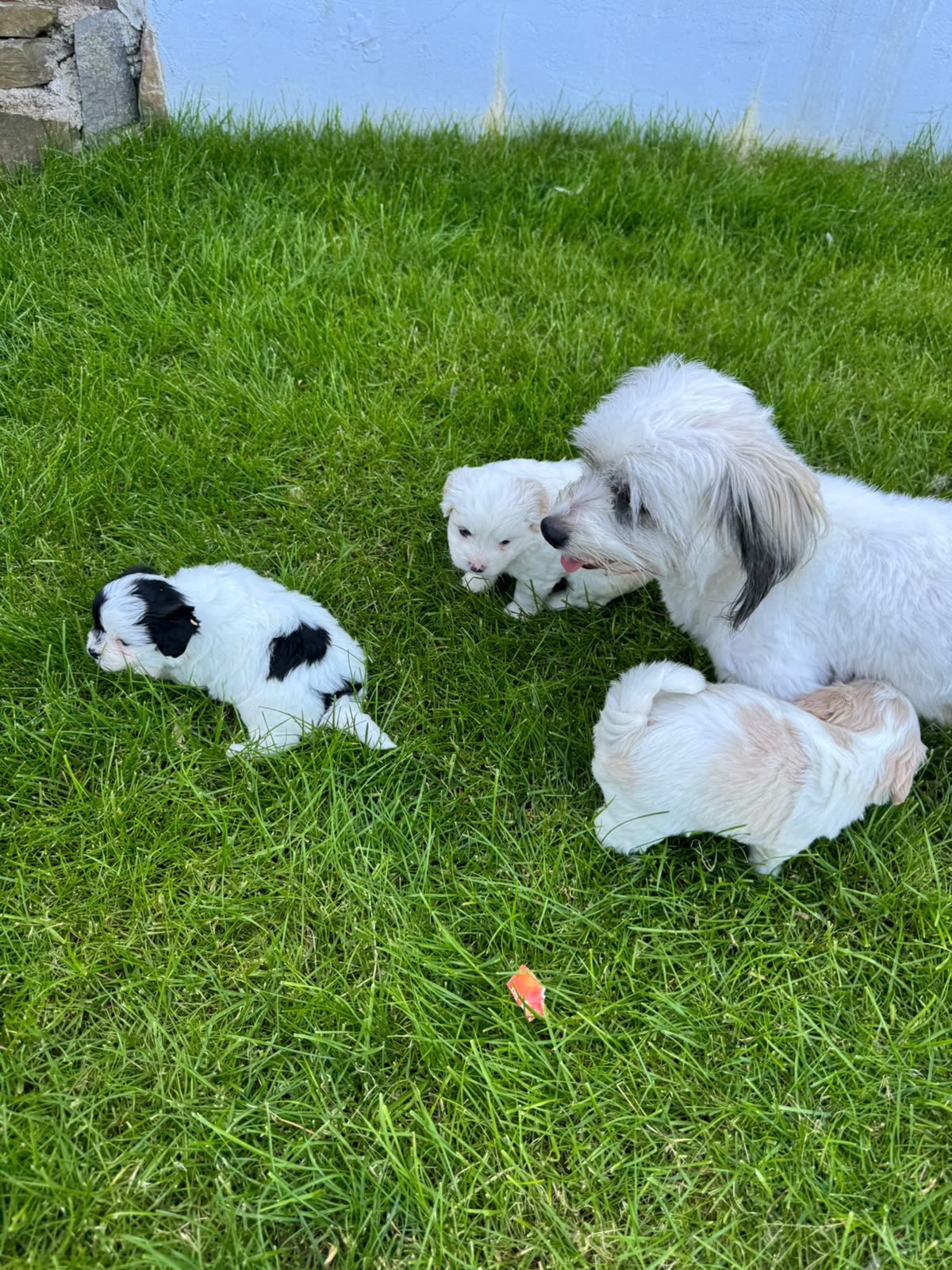 Havanese