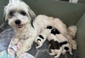 Havanese
