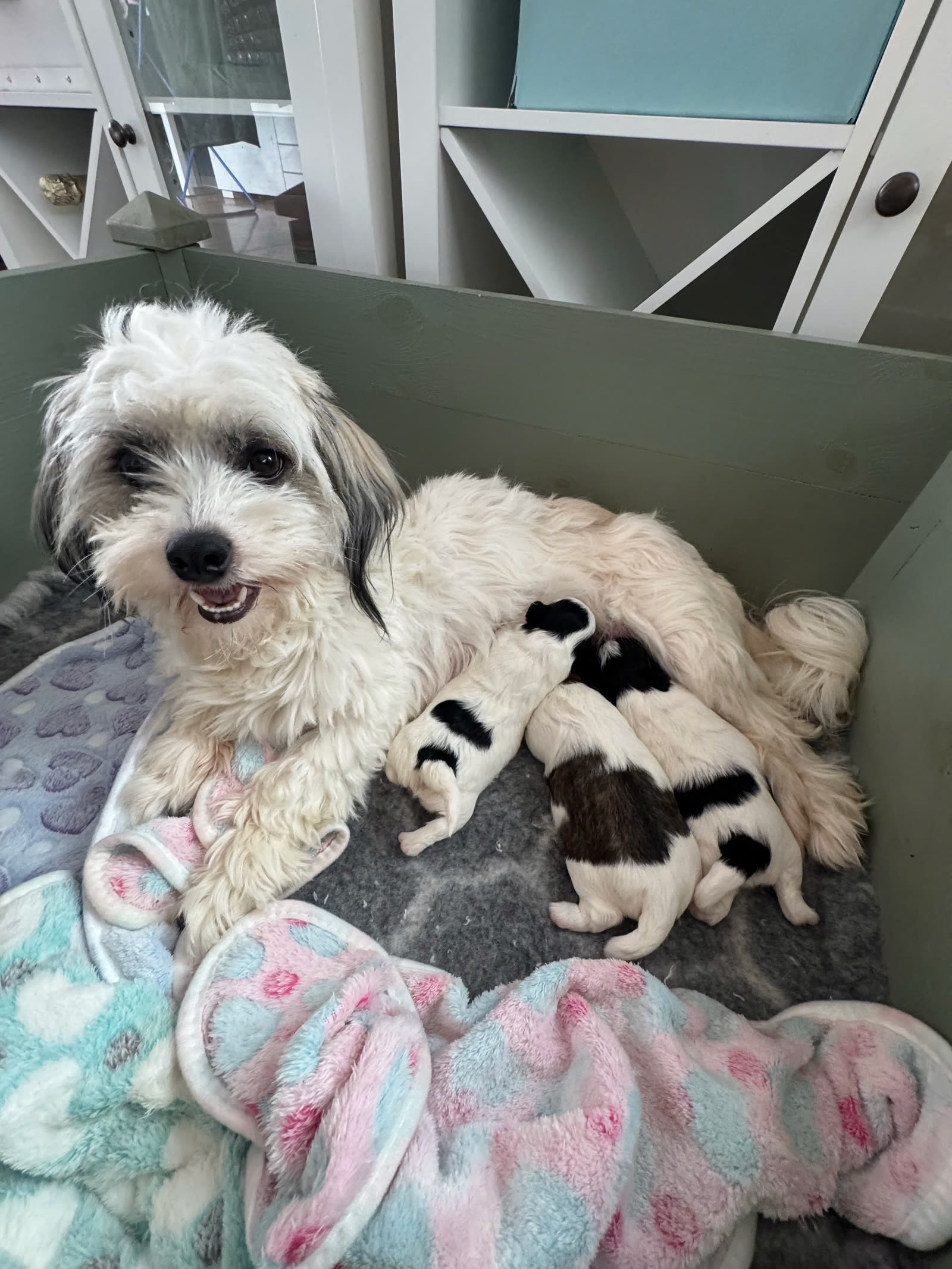 Havanese