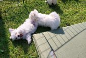 Maltese