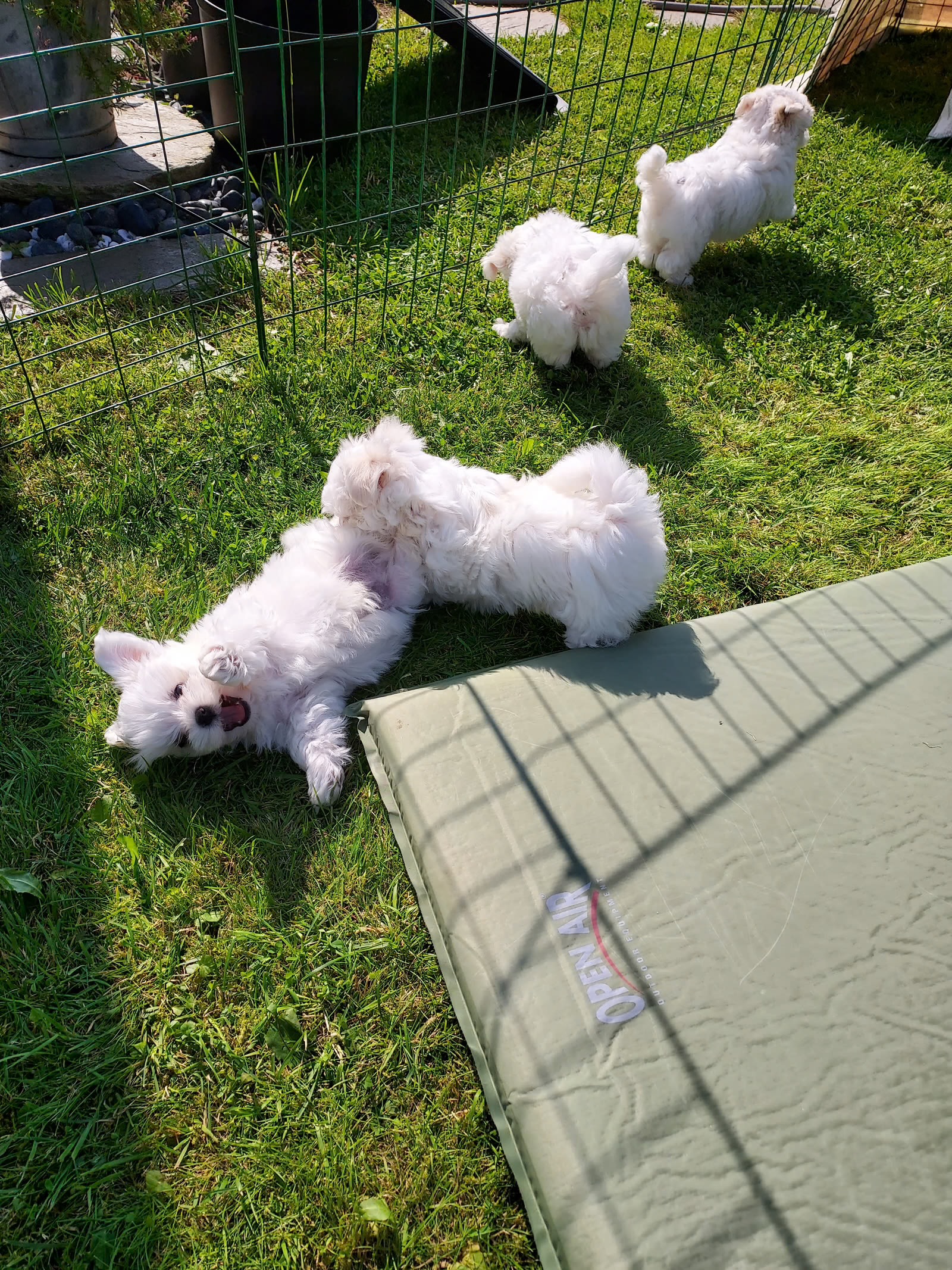 Maltese