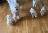 Maltese