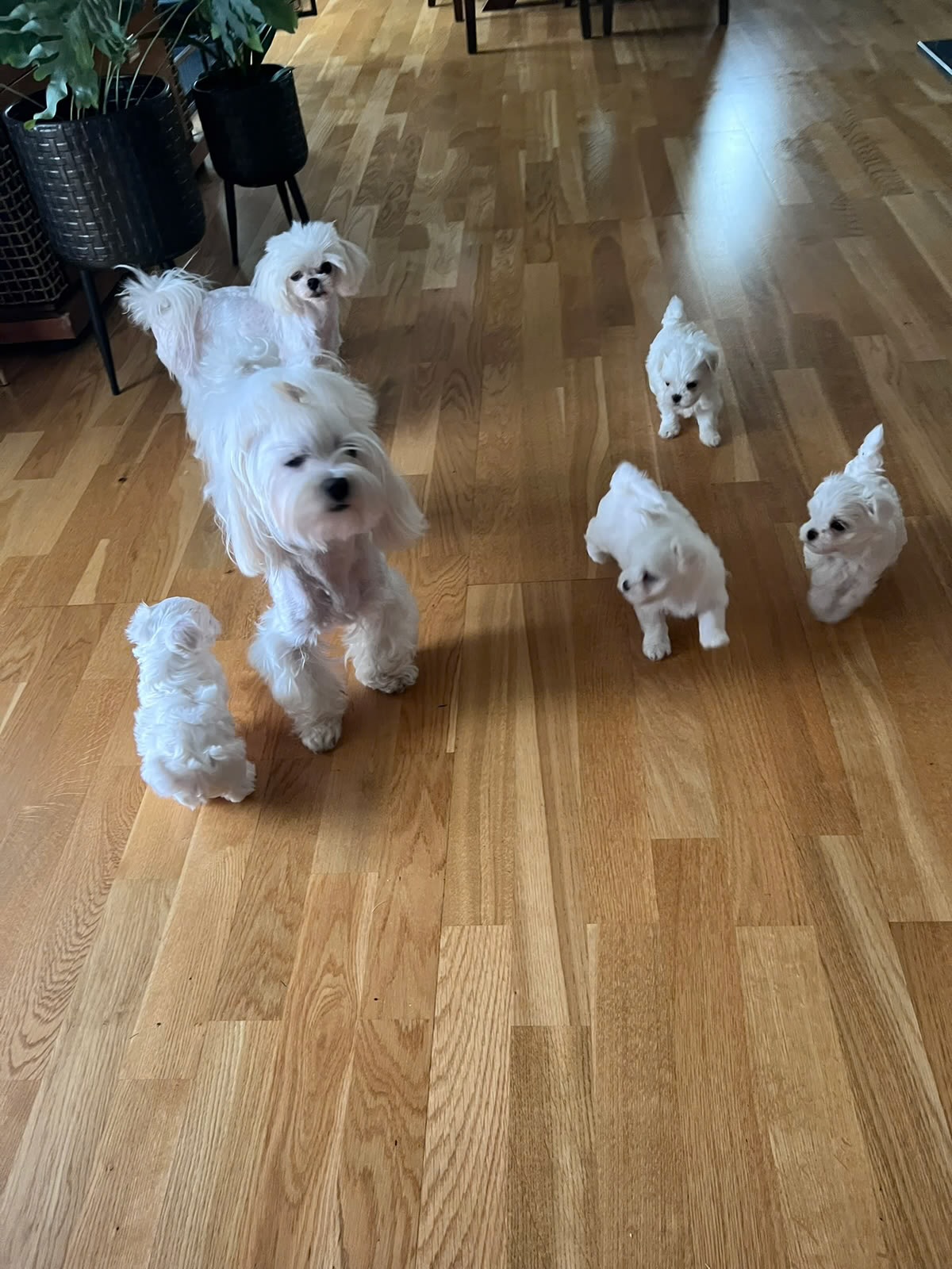 Maltese