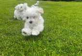Maltese