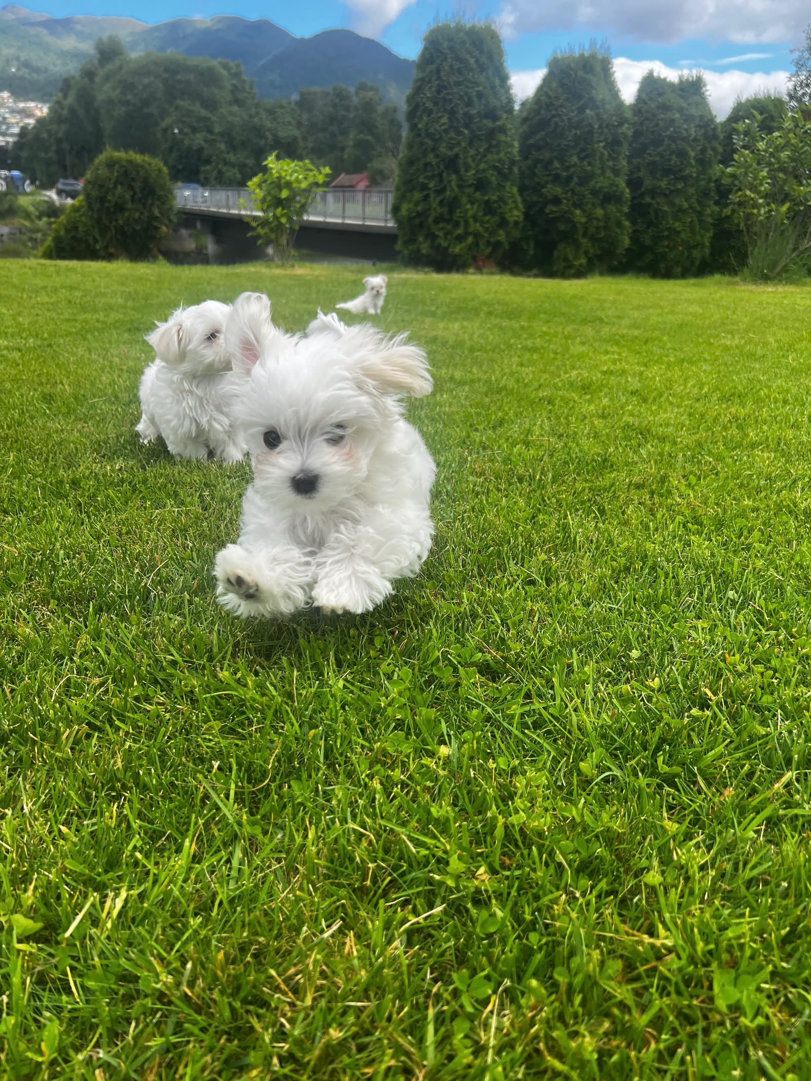 Maltese
