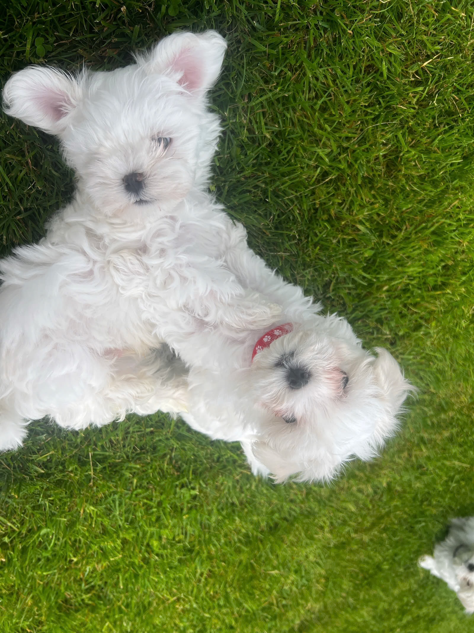 Maltese