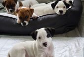 Jack Russell