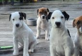 Jack Russell