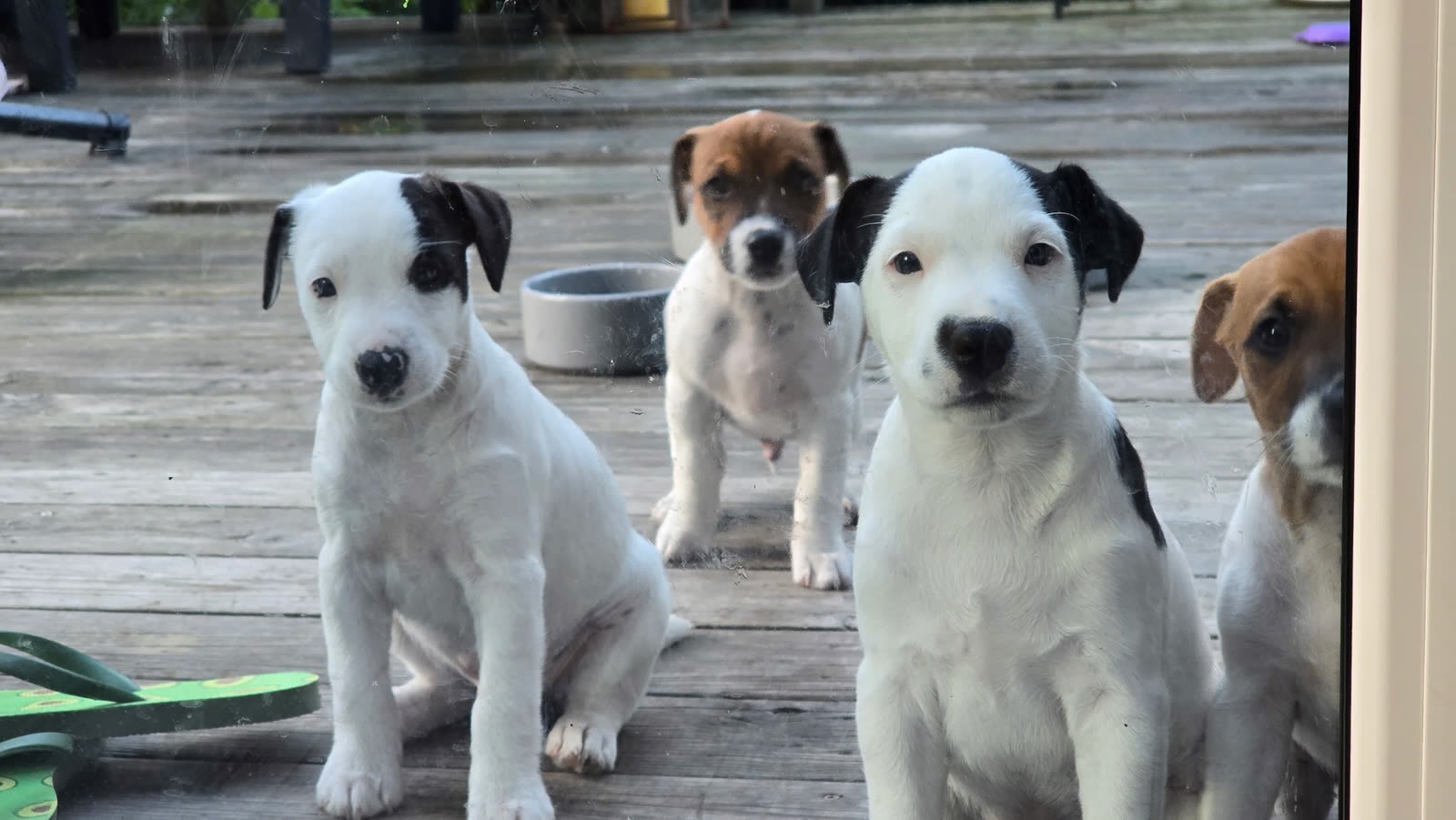 Jack Russell