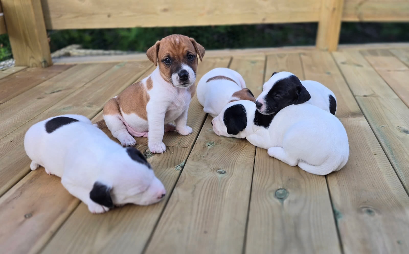 Jack Russell