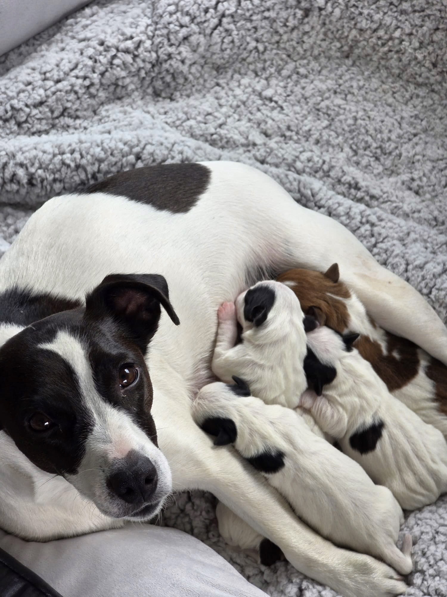 Jack Russell
