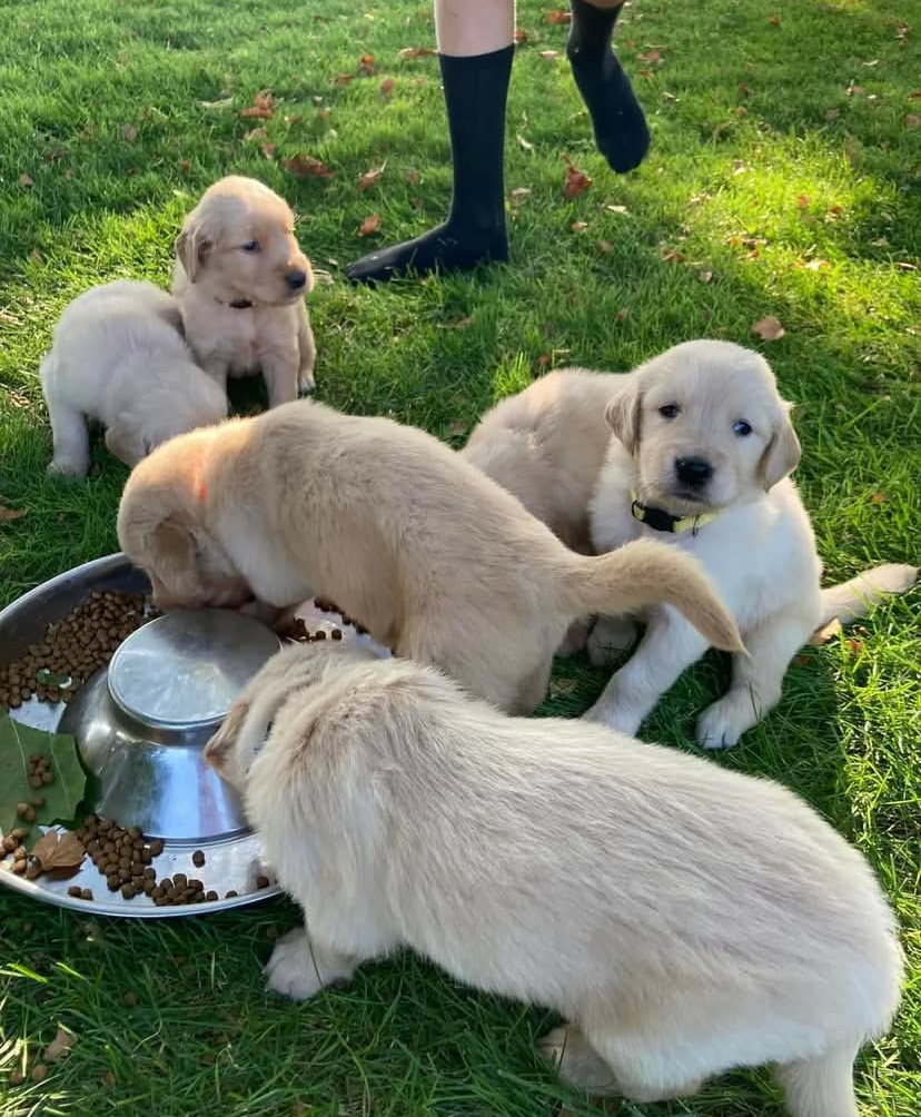 Golden Retriever