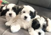 Havanese