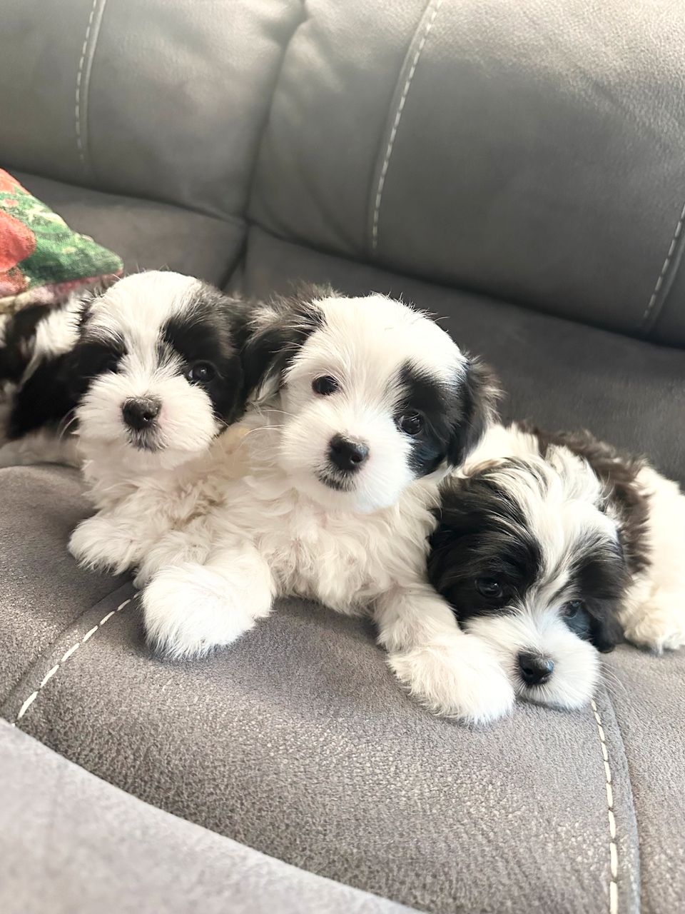 Havanese