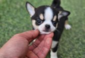 Chihuahuanpennut