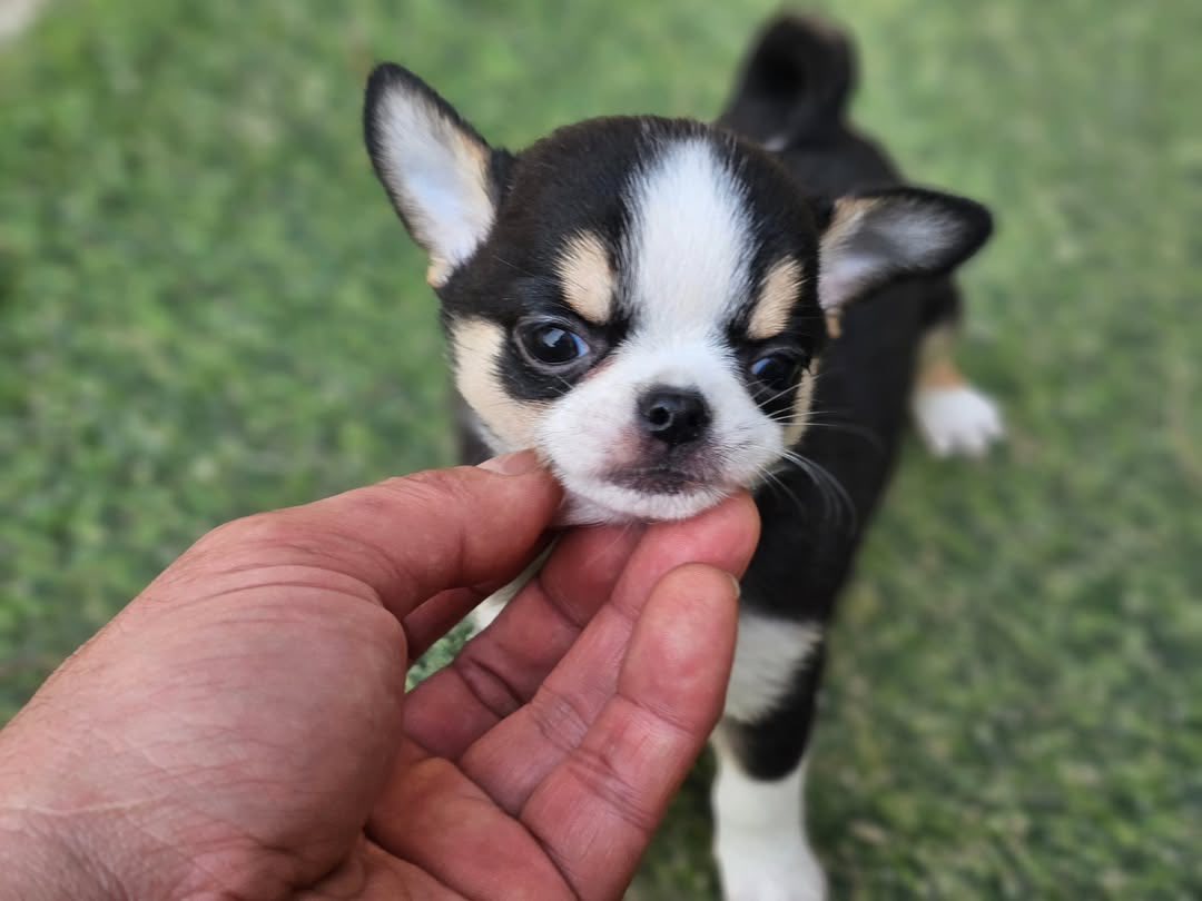 Chihuahuanpennut