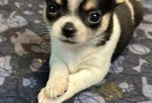 Chihuahuanpennut