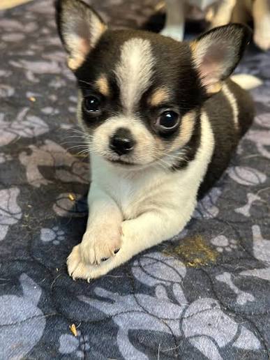 Chihuahuanpennut
