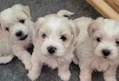 Maltipoo