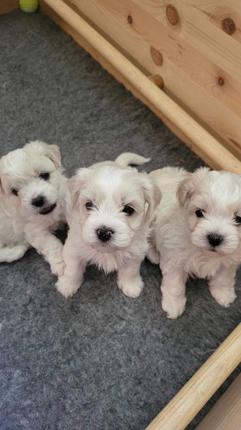 Maltipoo