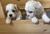 Maltipoo