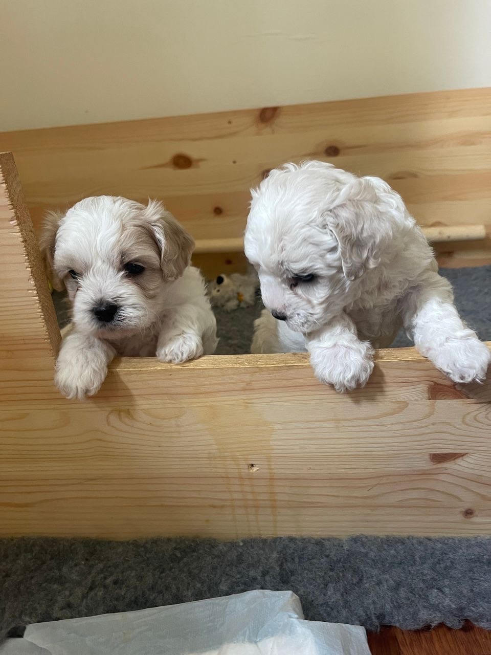 Maltipoo