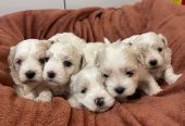 Maltipoo