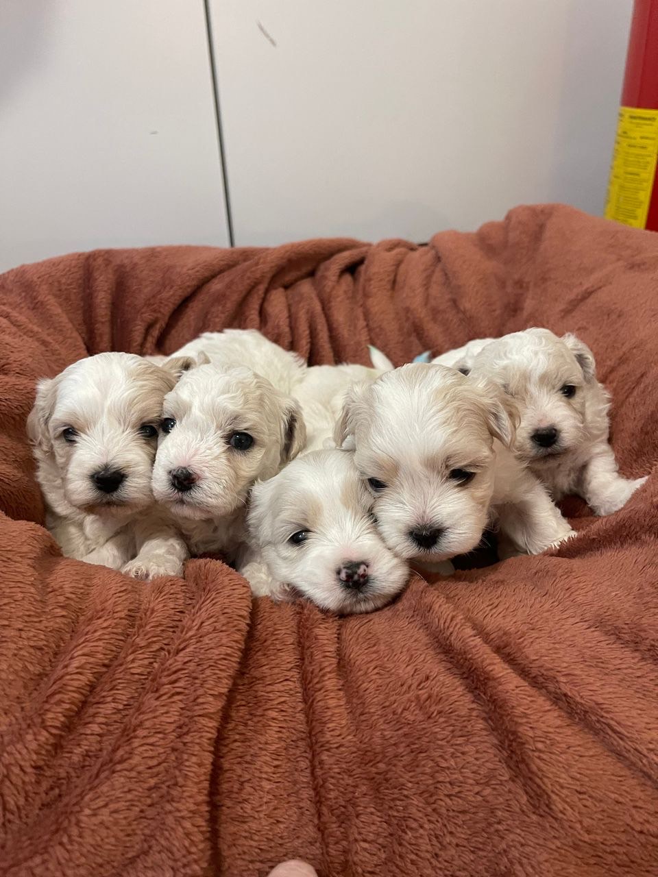 Maltipoo