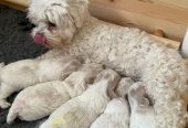 Maltipoo