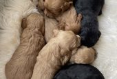 Cockapoo