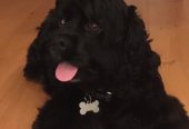 Cockapoo